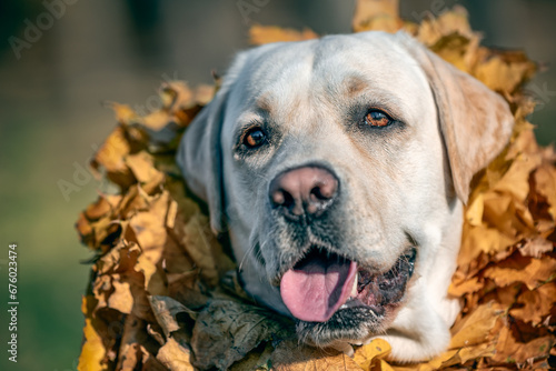 autumn an adult Labrador dog of fawn color smiling with a wreath of yellow maple leaves around his neck