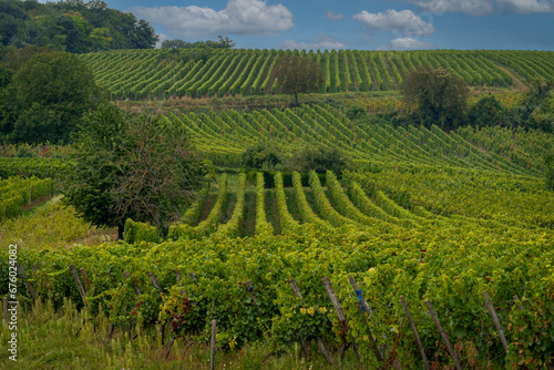 Obernai, France - 09 10 2021: Alsatian Vineyard. Panoramic view of vine fields along the wine route .