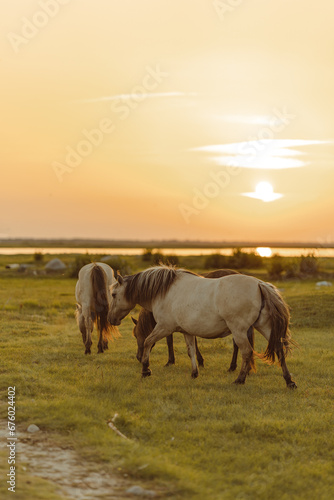 Beige brown horses in the golden hour sunset