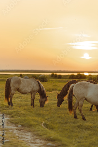 Grazing horses in the sunset
