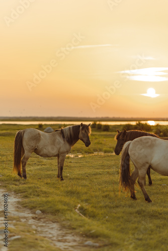 Beautiful horses in the field during the sunset