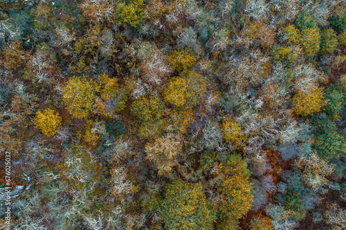 overhead drone aerial view of a forest of deciduous trees in fall