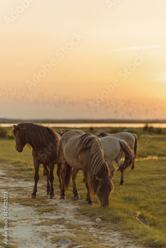 Grazing horses in the golden hour