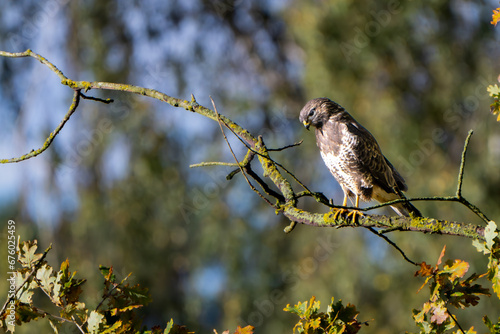 Mäusebussard beim Sonnenbad