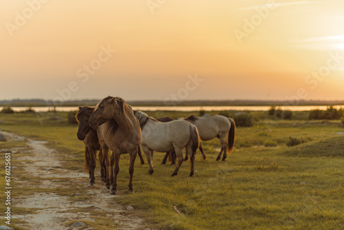 Beautiful horses in the field during golden hour