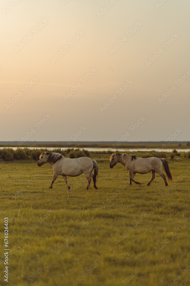 Two horses in the meadow on the riverside