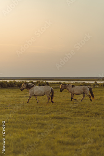 Two horses in the meadow on the riverside