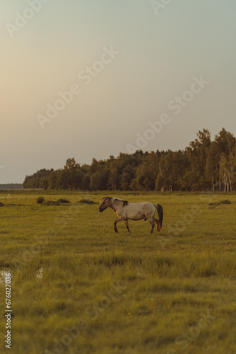 Brown horse in twilight