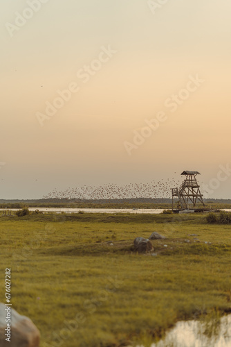 Birds flying from the observation tower in the golden hour