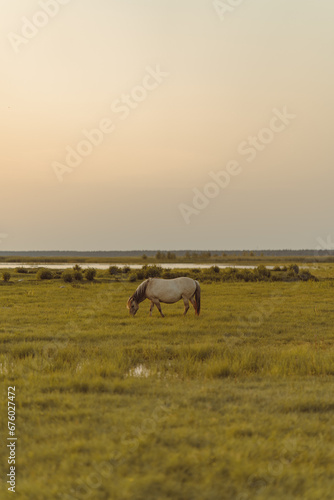 Lonely horse in the field