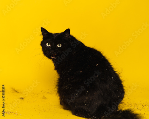 Cats