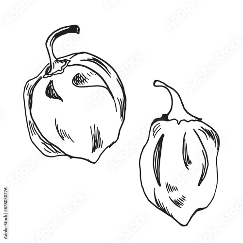 Habanero red pepper vector illustration isolated on white background. Hand drawn ink Mexican hot chili pepper. Habanero black white graphic. Design element for wrapping, menu, market, package