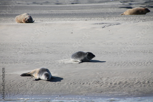 Berck foche sulla spiaggia francia nord