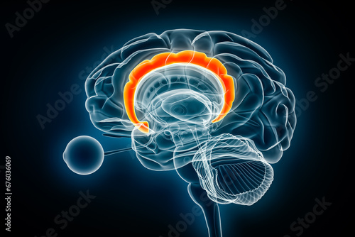 Cingulate gyrus x-ray view 3D rendering illustration. Human brain and limbic system anatomy, medical, healthcare, biology, science, neuroscience, neurology concepts. photo