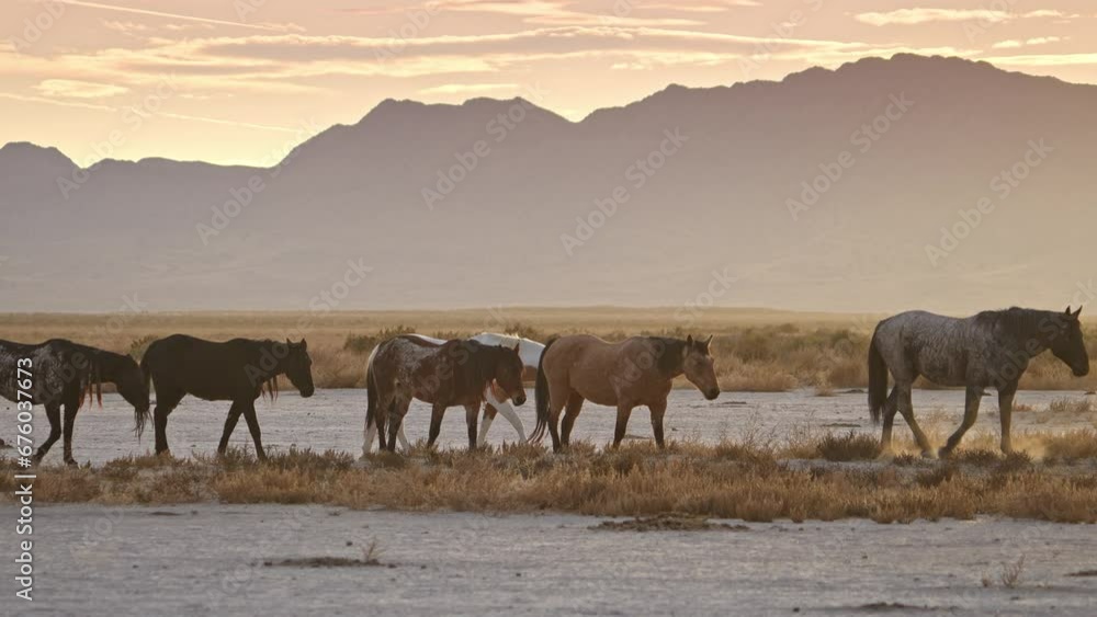 Wild horse herd following each other through the Utah desert during sunset towards a watering hole. Wild horse herd following each other through the Utah desert during sunset towards a watering hole.