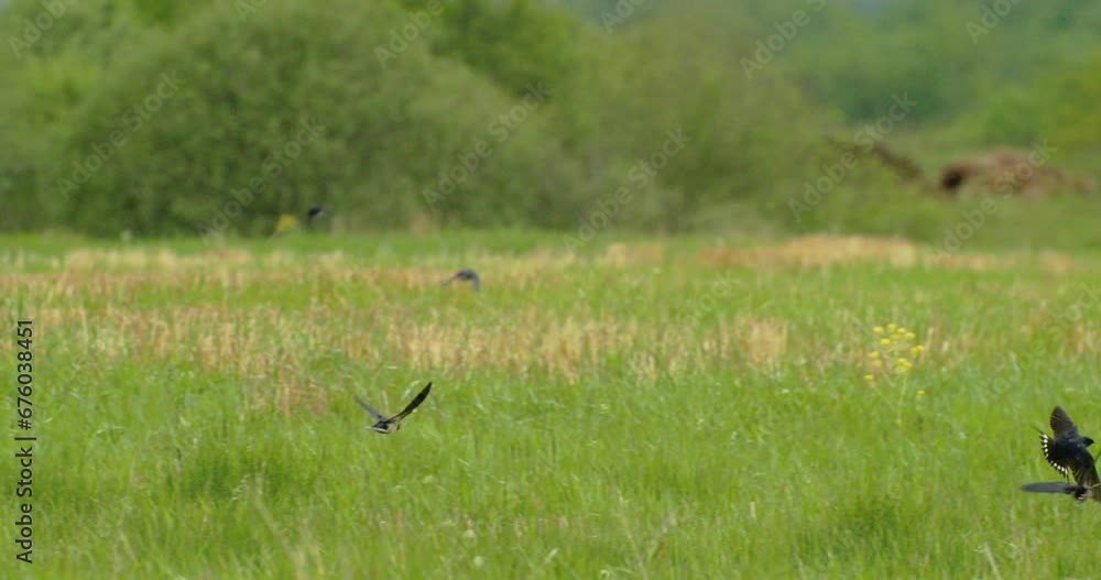 Flock Of Barn Swallows Gracefully Soars Over Green Meadow. Barn Swallow Or Hirundo Rustica, Also Called Martin. Amazing Fly Of Birds. Barn Swallows Flies Over Pasture Opened Wings. Slow Motion, Slo-Mo Flock Of Barn Swallows Gracefully Soars Over Green Meadow. Barn Swallow Or Hirundo Rustica, Also Called Martin. Amazing Fly Of Birds. Barn Swallows Flies Over Pasture Opened Wings. Slow Motion, Slo-Mo