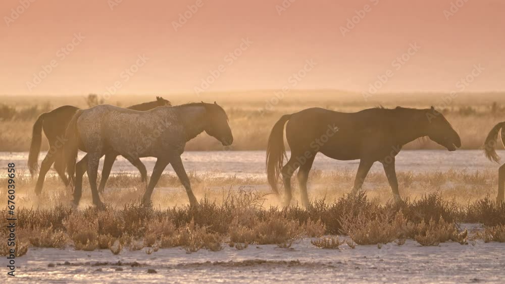 Wild horses moving through the dry desert during sunset in Utah. Wild horses moving through the dry desert during sunset in Utah.