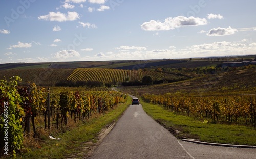 road in the vineyard
