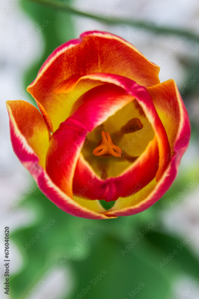 Tulipan Tulipan