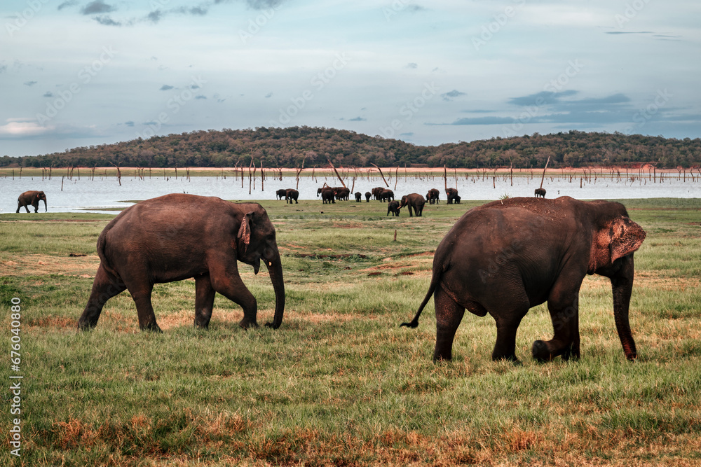 Słonie Sri Lanka Safari National Park - Zachód Słońca 2 - obrazy, fototapety, plakaty 