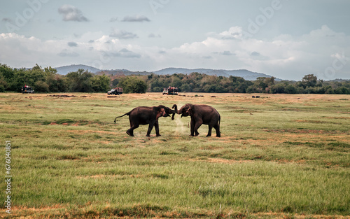 Słonie Walka Sri Lanka Safari - Zachód Słońca 6