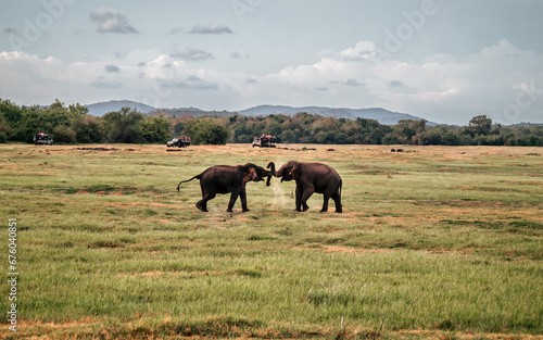 S  onie Walka Sri Lanka Safari - Zach  d S  o  ca 6