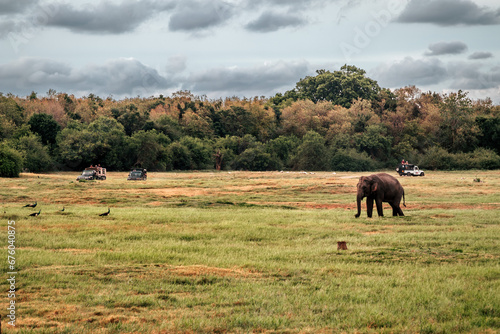 Słonie Sri Lanka Safari National Park - Zachód Słońca 4