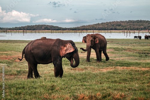 Słonie Sri Lanka Safari National Park - Zachód Słońca 1