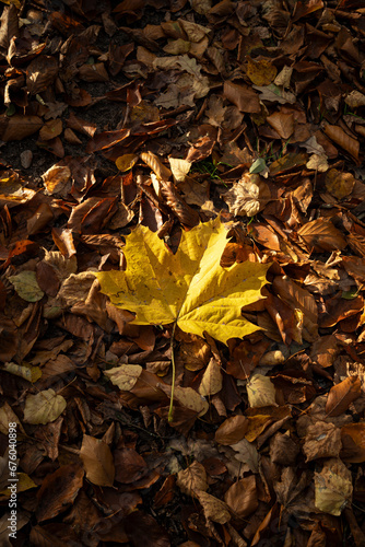 Żółty liść klonu leżący na drodze usłanej jesiennymi liśćmi