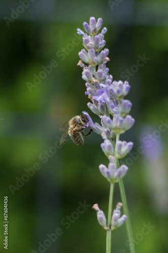 Pszczoła na lawendzie © Katarzyna