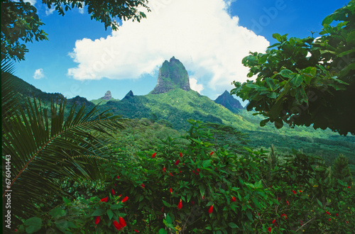 Lush green landscape and nature vegetation on Moorea Island, French Polynesia
