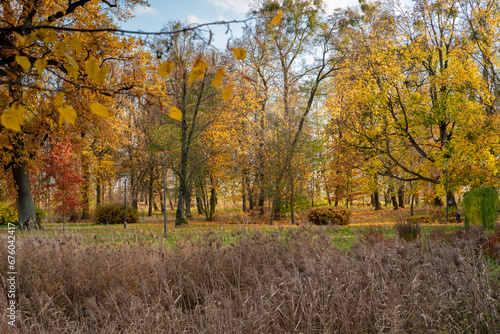 Park w jesiennych kolorach, drzewa z barwnymi liśćmi z przewagą żółtego i brązowego