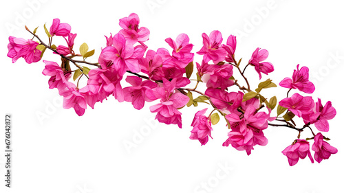 blooming branch of cherry Isolated on transparent background