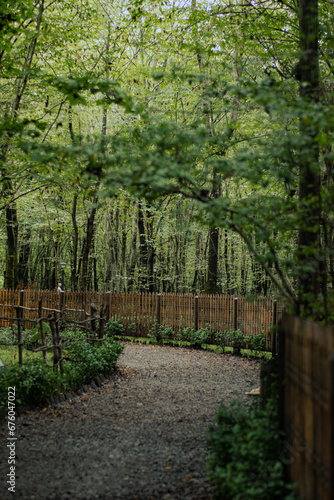 path in the forest