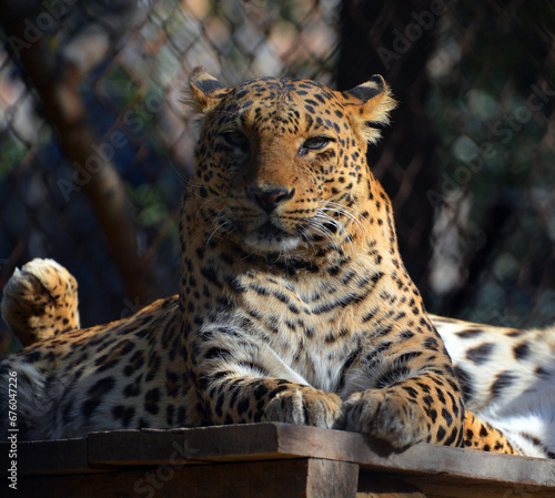 Asiatic leopards remain elusive in the parks of India and Sri Lanka, due to the lack of other dominant predators leopards are easier to spot hunting their prey in Asia than their African counterparts