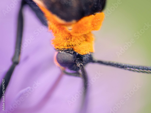 butterfly on flower