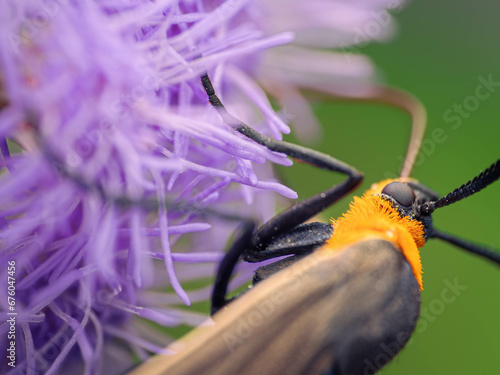 bee on flower