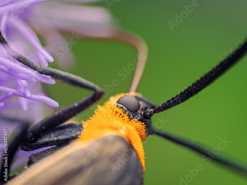 close up of a flower