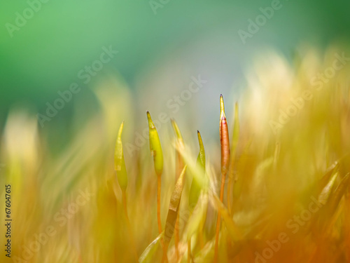 macro