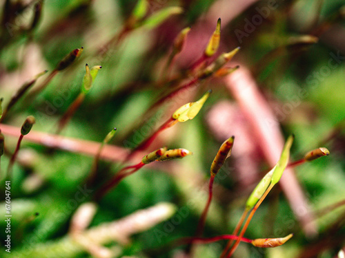 macro