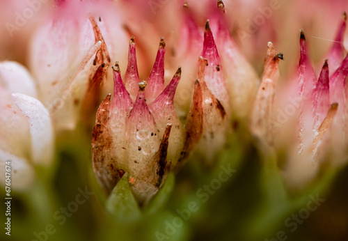 close up of pink flower