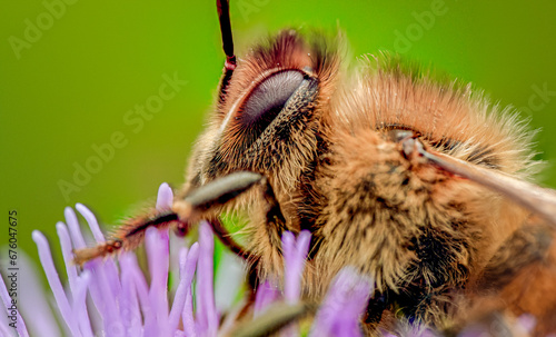 bee on a flower
