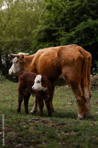 Vaca con su cría alimentándose entre la vegetación