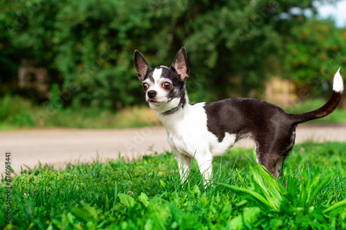 A chihuahua dog stands sideways in green grass against a background of blurred trees. Walking and training. The dog looks carefully ahead. The photo is blurred.
