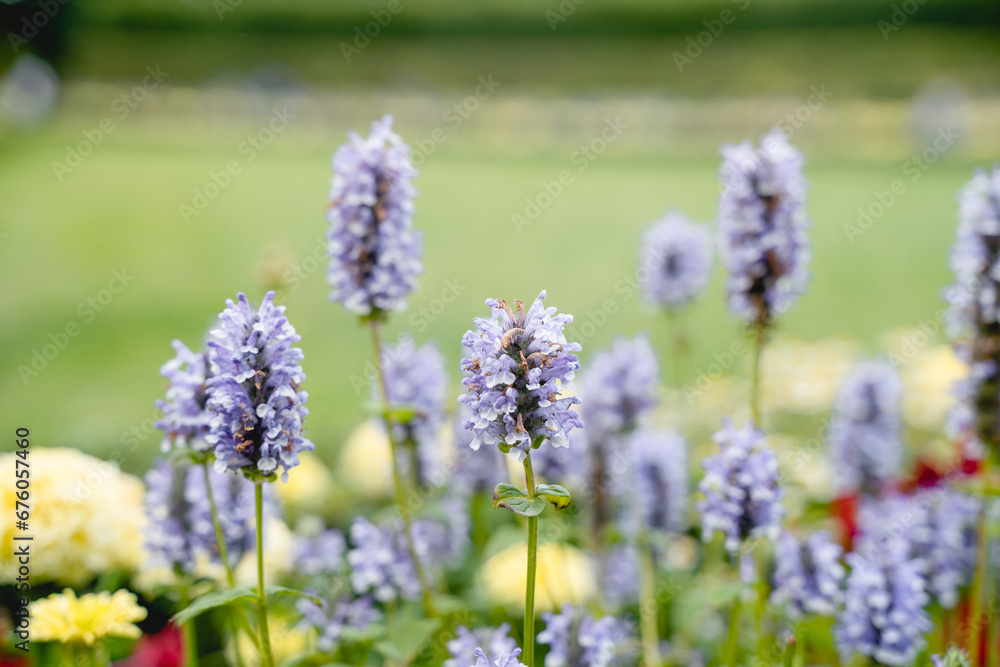 Beautiful floral natural background with garden flowers Beautiful floral natural background with garden flowers
