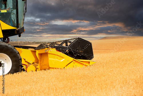 The wheat that comes at harvest time is collected with a combine harvester.