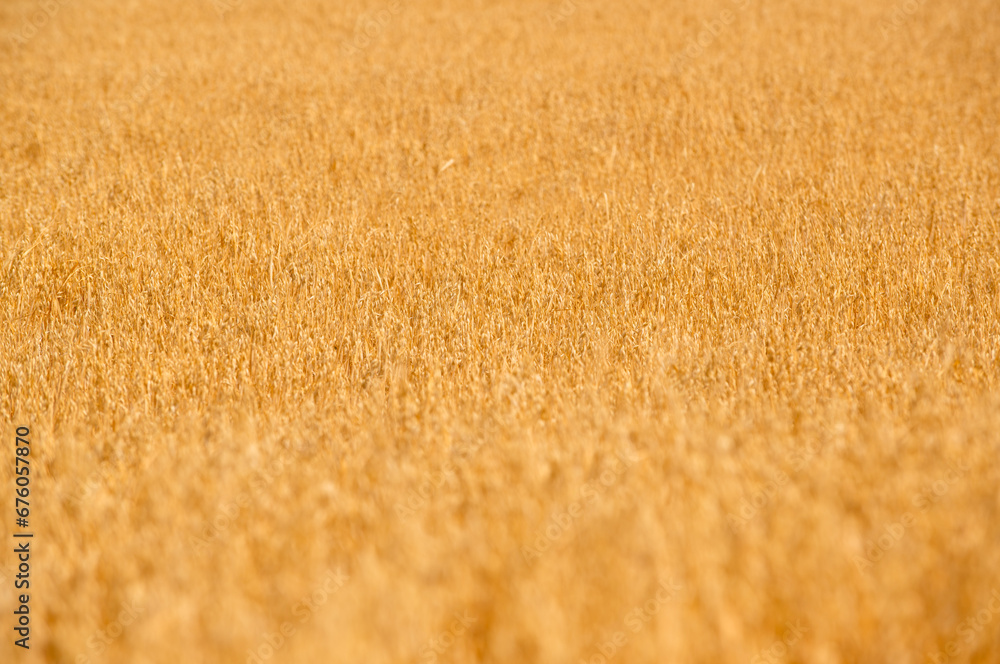 endless field of ripe wheat. View of wheat field waiting to be harvested.