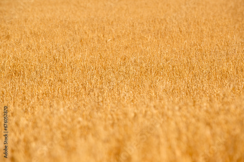 endless field of ripe wheat. View of wheat field waiting to be harvested.