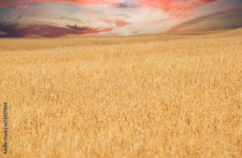 endless field of ripe wheat. View of wheat field waiting to be harvested.