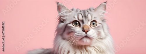 American Curl cat on a pastel background. Cat a solid uniform background, for your advertising and design with copy space. Creative animal concept. Looking towards camera.